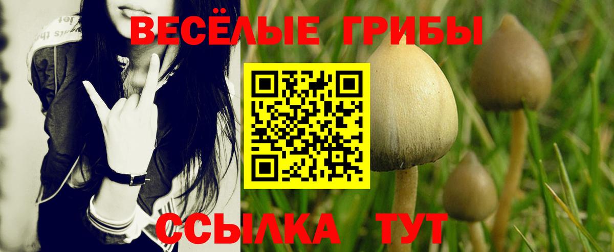 Артём  Псилоцибиновые грибы прущие грибы  Вход с VPN 